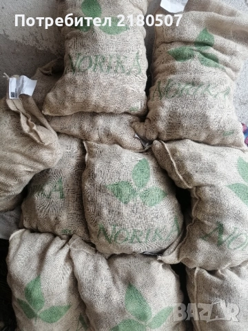 Картофи семе, снимка 6 - Разсади - 38859159