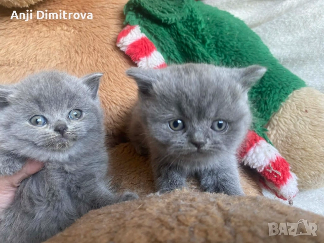 Британска късокосместа.