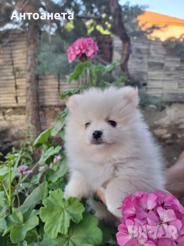 Померан-мини шпиц, снимка 11 - Померан - 50591698