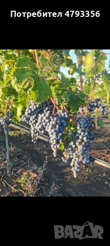 Продавам грозде Каберне фран, снимка 2 - Домашни продукти - 55955365