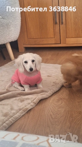 миниатюрен дългокосмест дакел