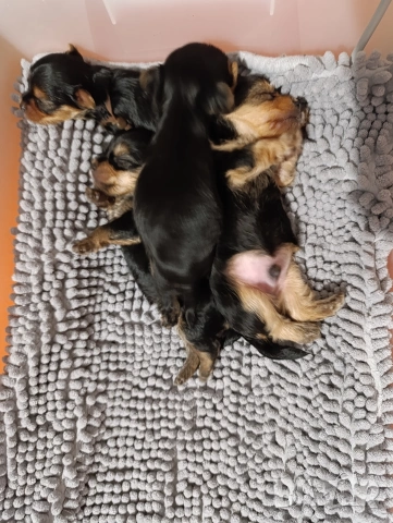 Мини Йоркширски териер , снимка 2 - Йоркширски териер - 53940791