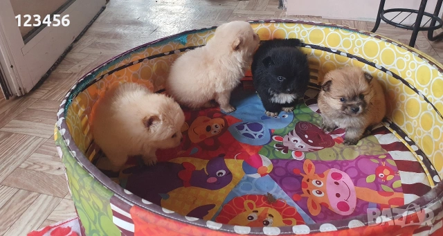 Померан шпиц , снимка 2 - Померан - 54074875