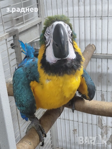 Бебета синьожълт ара , снимка 2 - Папагали - 52909595
