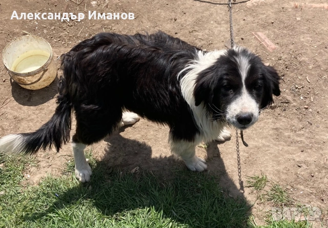 Кучета, снимка 4 - Други - 54183332