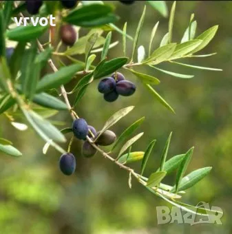 Маслина -Olea europaea Mini, снимка 5 - Градински цветя и растения - 40589519