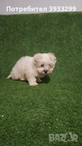Малтийска болонка мини момиче, снимка 5 - Болонка - 53116936