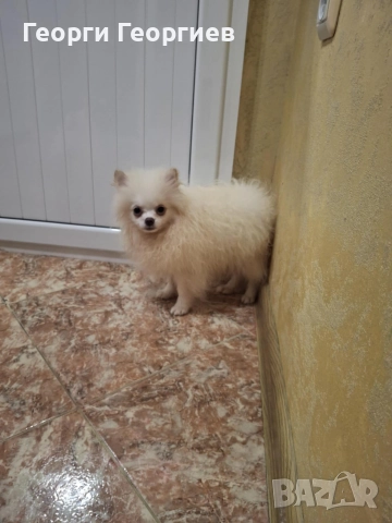 Две мини момченца на 77 дни със ваксини и паспор.Външно и вътрешно обезпаразитени., снимка 6 - Померан - 51720502