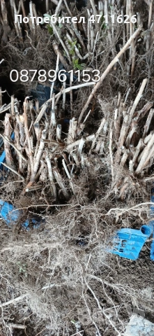 Разсад ягоди , снимка 14 - Разсади - 53290179