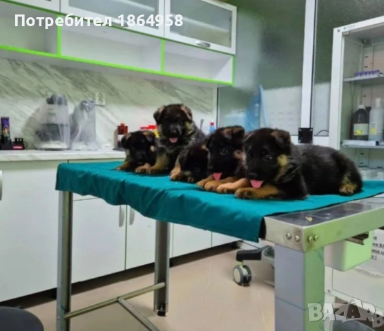 Немски Овчарски Кучета Доставка, снимка 4 - Немска овчарка - 53997823