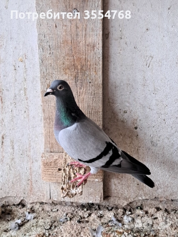 Продавам спортни гълъби , снимка 5 - Гълъби - 51801797