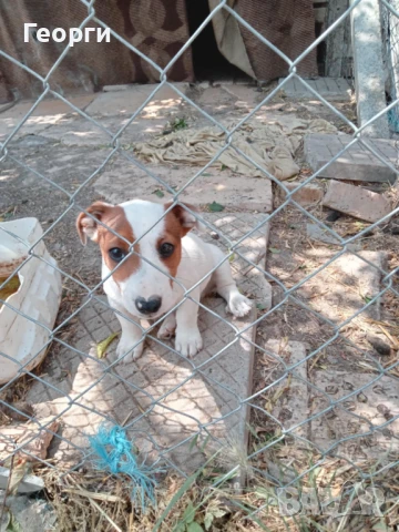 SUPER -Terrieri Jack Russel -pazaçi, снимка 1