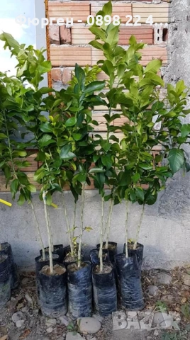 Грейпфрут – цитрусово дърво с ярък характер и изключителен аромат, снимка 3 - Разсади - 52715550