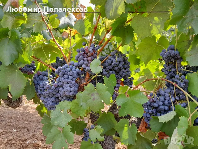Продавам грозде 0,40 €/кг: Мерло, Мелник 55 и Широка мелнишка.