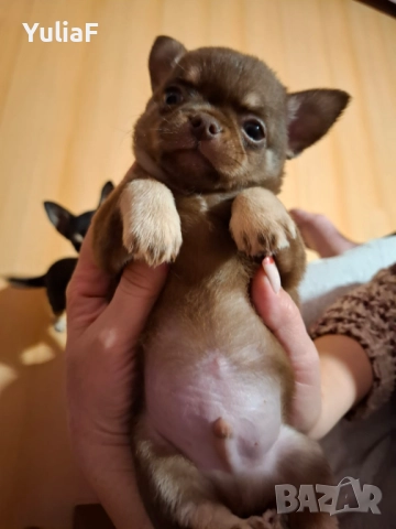 Момче Чихуахуа , снимка 7 - Чихуахуа - 52909632