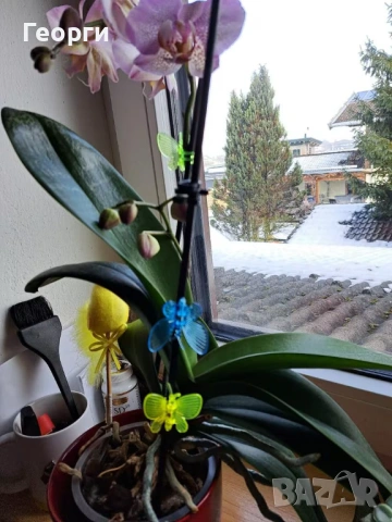 Клипс "пеперуди" за орхидеи, високрастящи или увивни растения., снимка 6 - Стайни растения - 54045504