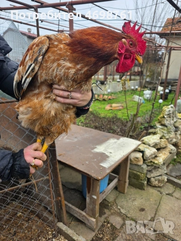 продавам петли и кокошки, снимка 7 - Кокошки и пуйки - 52968488