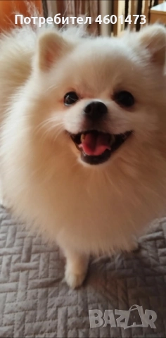 Търся женски померан за разплод!, снимка 2 - Търси партньор - 51798737