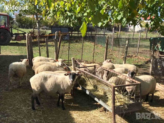 Заплодени/Бременни Овце (Мутон Шароле и др.), снимка 4 - Овце - 52941866