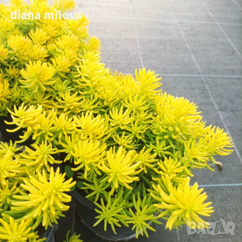 Седум  Анджелина, Sedum rupestre Angelina, снимка 9 - Градински цветя и растения - 52162046