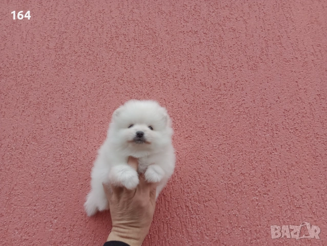 Померан. Бели Померани. , снимка 16 - Померан - 52932932