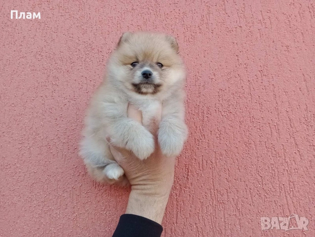 Мъжки Померан. Реални снимки от 31.03.26 г. , снимка 4 - Померан - 54036672