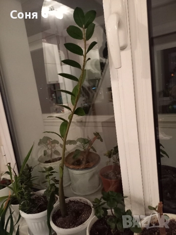 Алое,фикус,замиокулкас, драцена и др, снимка 11 - Стайни растения - 49988795