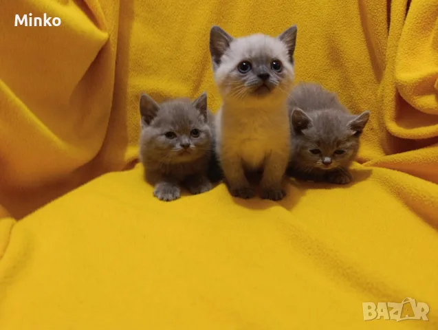 Котета от порода Руска синя котка !, снимка 11 - Руска синя котка - 56255721