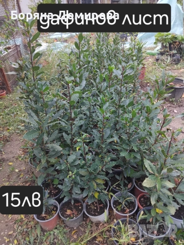 Моите цветя, снимка 16 - Градински цветя и растения - 52213640