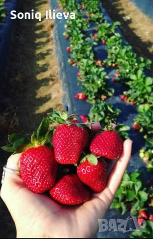 продавам разсад ягоди, снимка 3 - Разсади - 53905580