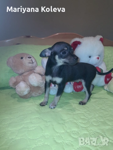 Продавам пинчер