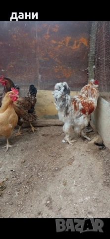 кокошки, снимка 3 - Кокошки и пуйки - 54290536