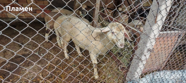 Агнета 6 евро живо тегло , снимка 5 - Овце - 54067018
