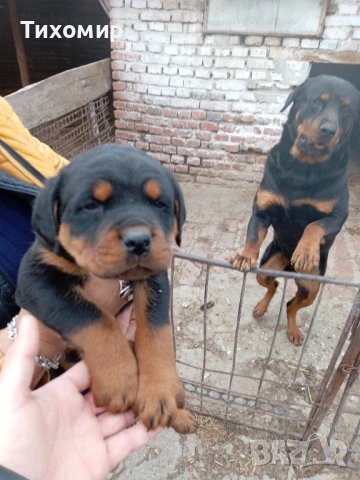 Ротвайлер, снимка 3 - Ротвайлер - 54206894