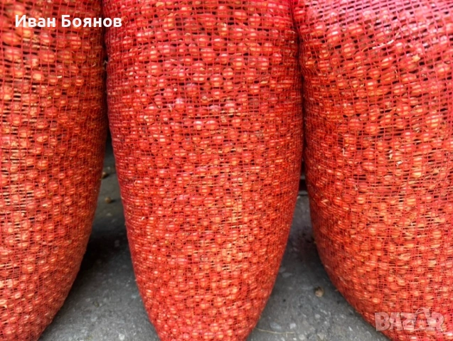 Арпаджик-сорт Щутгарт, снимка 2 - Разсади - 53973639