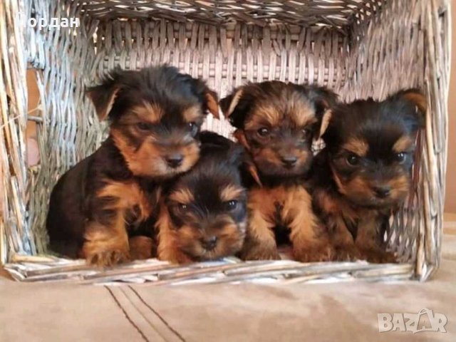 йорки / йоркита * Оферта* , снимка 2 - Йоркширски териер - 21710481