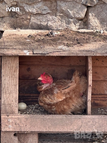 Кокошки голошийки , снимка 5 - Кокошки и пуйки - 54265139