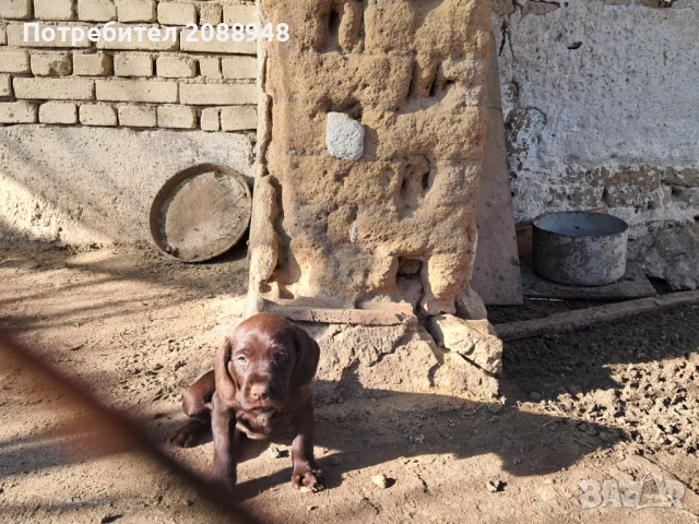 Женски дратхар, снимка 7 - Дратхаар - 52846305