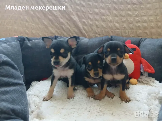 Раковски много сладки мъничета