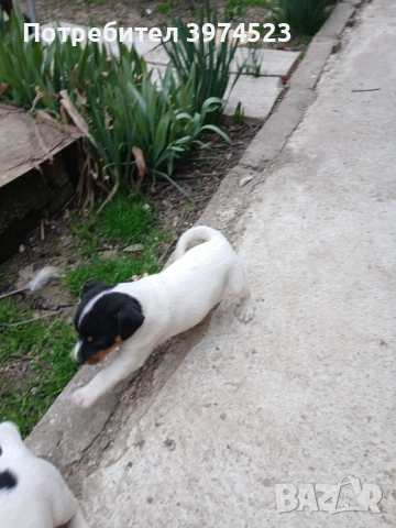  Джак ръсел , снимка 5 - Джак ръсел териер - 53719399