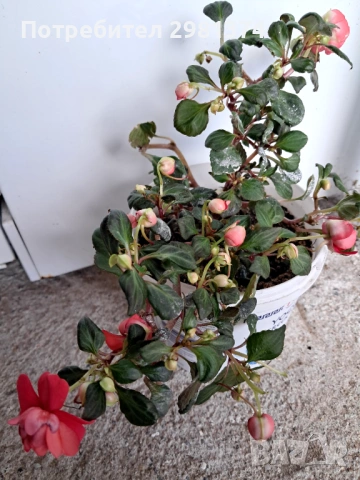 Импатиес(Кичесто циганче)