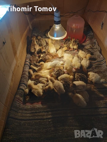 продавам пуйчета пилета токачки 