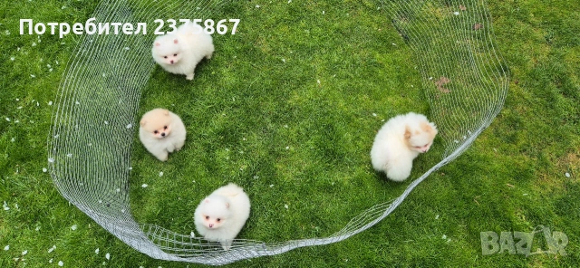 мъжки и женски померанчета,померан