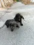 Свободни кучета, снимка 1