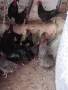 Австролорп черен,син кокошки 8месеца , снимка 5