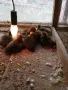 Двойка   патици, снимка 3