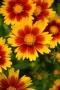 ореопсис Злато и Бронз, Coreopsis grandiflora UpTick™ Gold & Bronze, студоустойчив и многогодишен, снимка 3