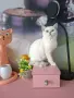 Британски момичета и момчета, снимка 3