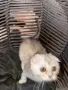 Британски / шотландски котета , снимка 12