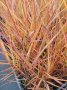 Мискантус Пурпурасценс, студоустойчива трева, снимка 8